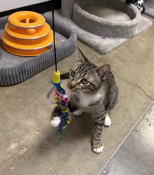 LUCINDA - Tabby / Domestic Short Hair available for adoption