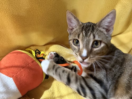 HULK - Domestic Short Hair / Tabby available for adoption
