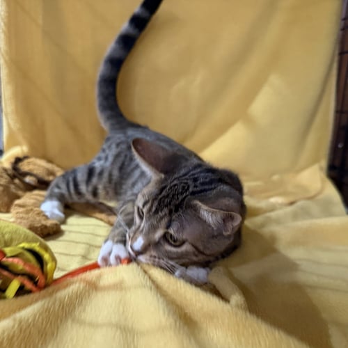 HULK - Domestic Short Hair / Tabby available for adoption
