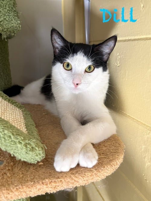 DILL - Domestic Short Hair available for adoption