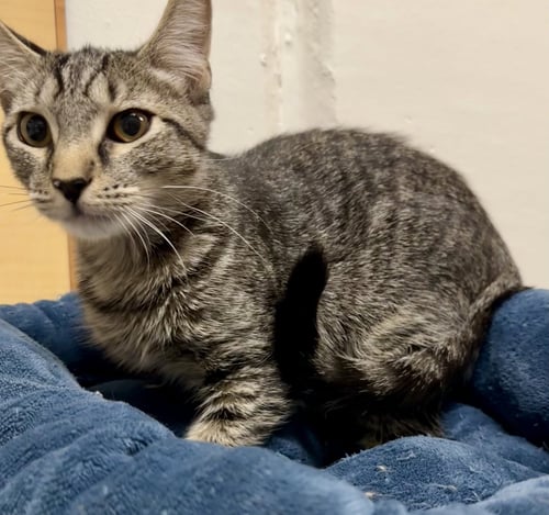 EMILIA - Domestic Short Hair available for adoption