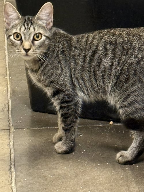 EMILIA - Domestic Short Hair available for adoption