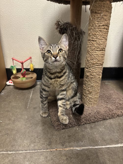 BAGEL - Domestic Short Hair / Tabby available for adoption