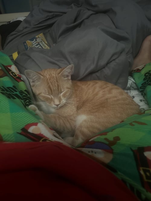 ASAD - Tabby / Domestic Short Hair available for adoption