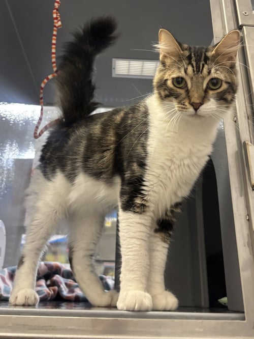 BENJI - Tabby / Maine Coon available for adoption
