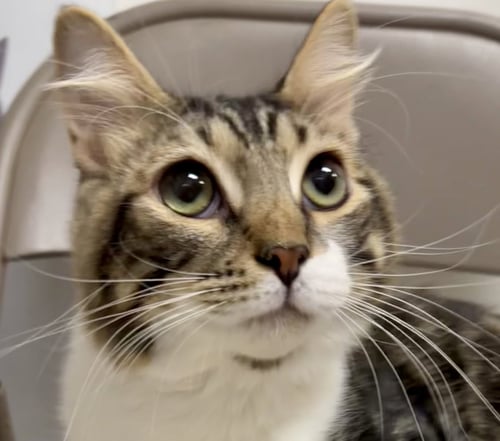 BENJI - Tabby / Maine Coon available for adoption