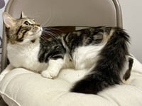 Benji - Photo 2