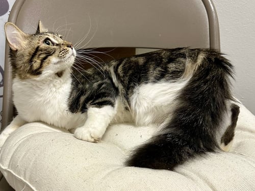 BENJI - Tabby / Maine Coon available for adoption