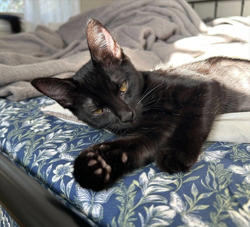 HALLEY - Domestic Short Hair available for adoption