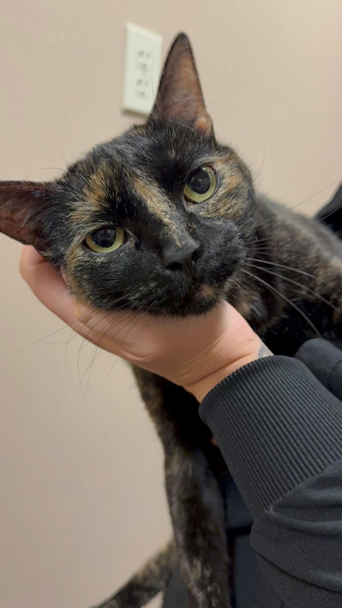 ZELDA - Tortoiseshell / Domestic Short Hair available for adoption