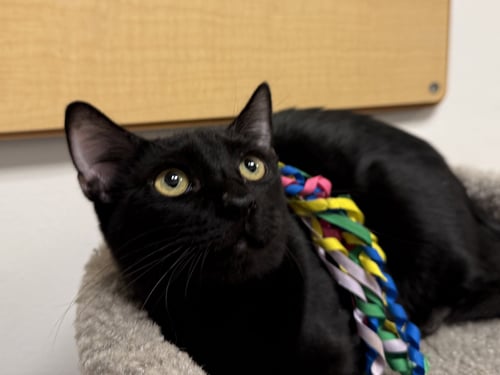 BAGUETTE - Domestic Short Hair available for adoption