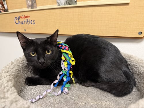 BAGUETTE - Domestic Short Hair available for adoption
