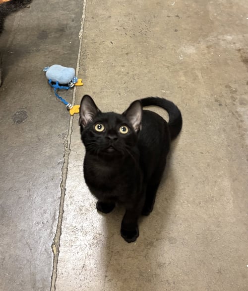 PUMPERNICKEL - Domestic Short Hair available for adoption