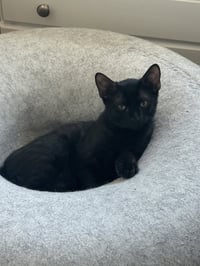 Pumpernickel - Photo 2