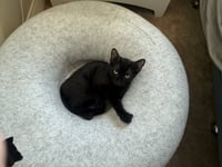Pumpernickel - Photo 3