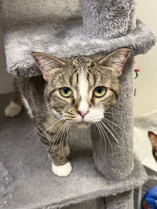 ALTANA - Tabby / Domestic Short Hair available for adoption