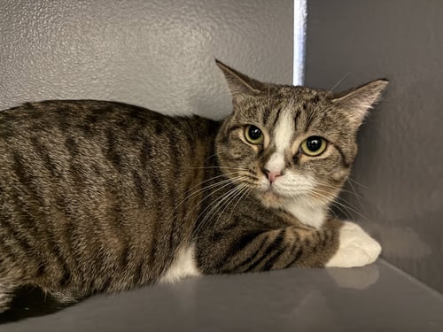 ALTANA - Tabby / Domestic Short Hair available for adoption