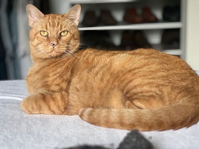 CROISSANT - Domestic Short Hair / Tabby available for adoption