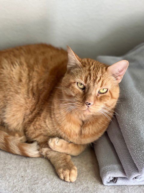 CROISSANT - Domestic Short Hair / Tabby available for adoption