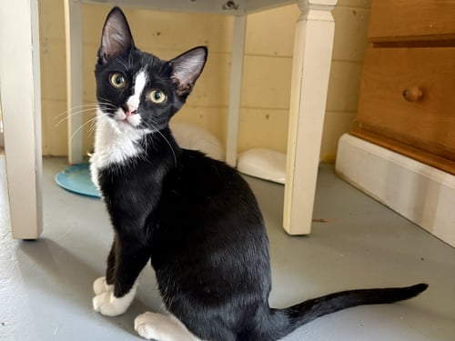 HAMM - Domestic Short Hair available for adoption