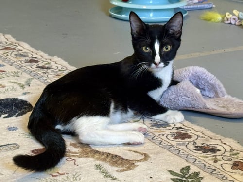HAMM - Domestic Short Hair available for adoption