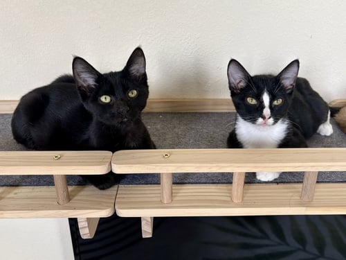HAMM - Domestic Short Hair available for adoption