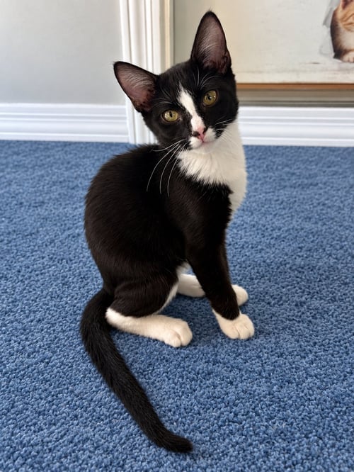 HAMM - Domestic Short Hair available for adoption