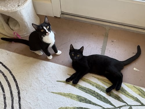 HAMM - Domestic Short Hair available for adoption