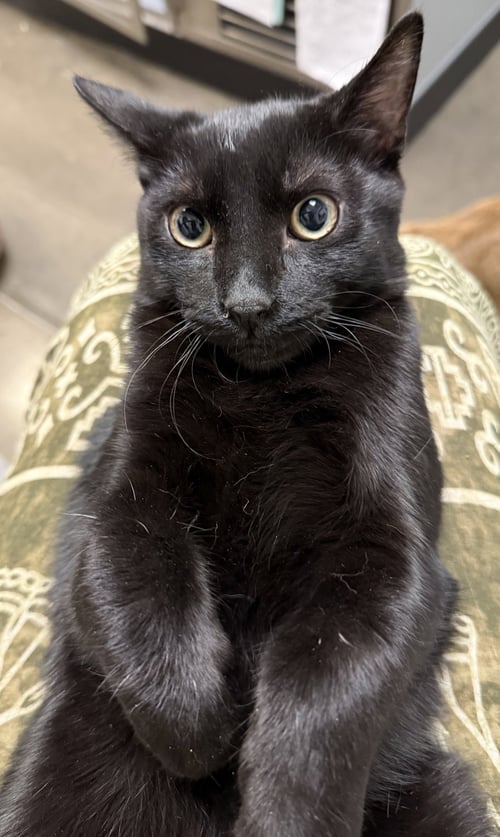 CRISTIANO - Domestic Short Hair available for adoption