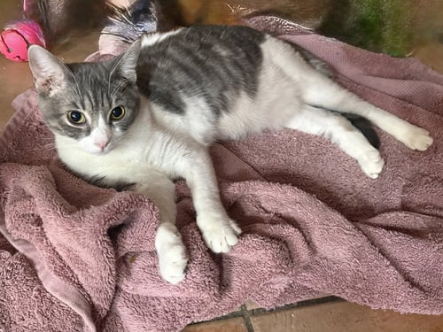 EIRENE - Tabby / Domestic Short Hair available for adoption