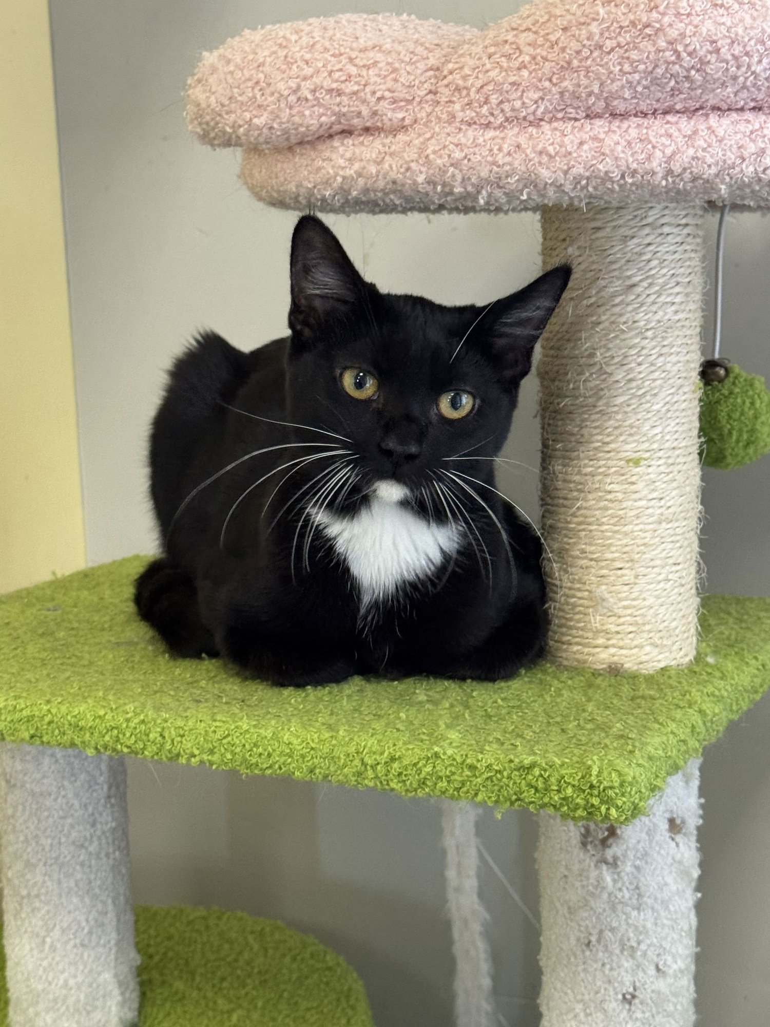 CHERRY - Tuxedo available for adoption