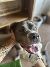 Bubba Bear - Photo 3