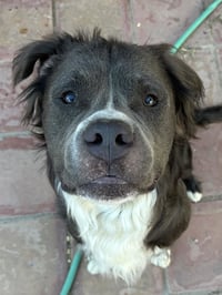 Bubba Bear - Photo 2