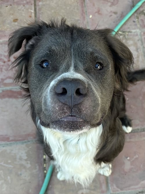 BUBBA BEAR - American Pit Bull Terrier available for adoption