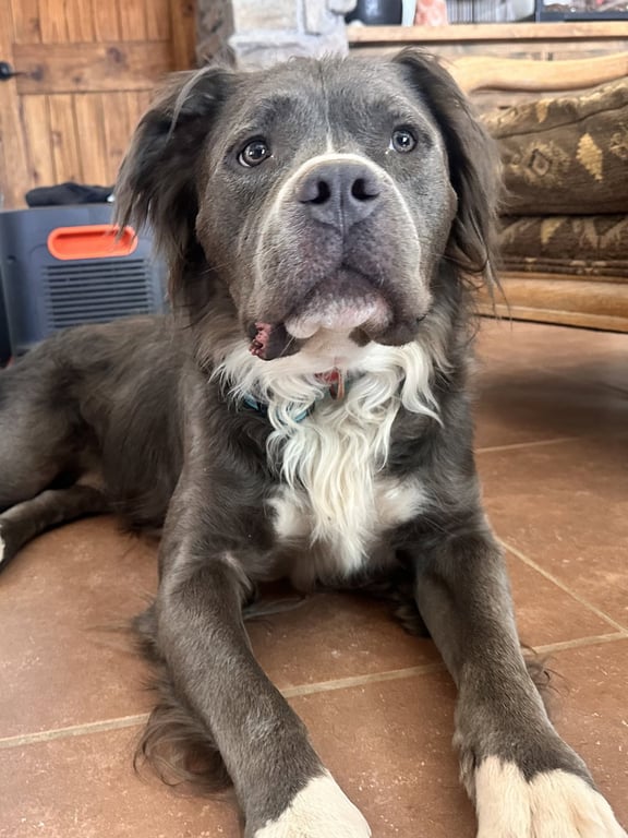 Bubba Bear Image