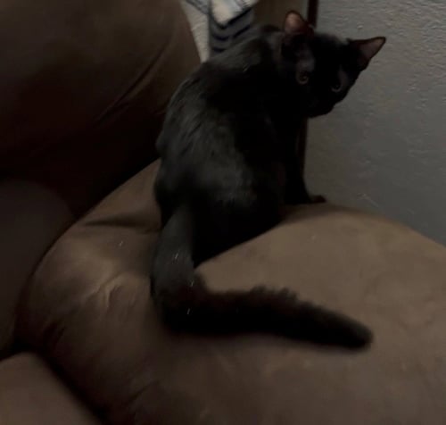 EDWARD - Domestic Short Hair available for adoption
