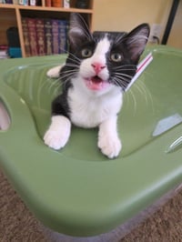 Nemo BONDED with Kermit - Photo 1
