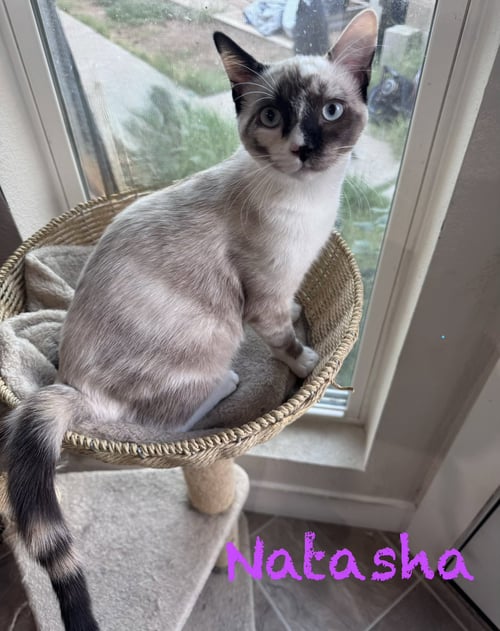 NATAHSA BONDED WITH WANDA - Siamese available for adoption