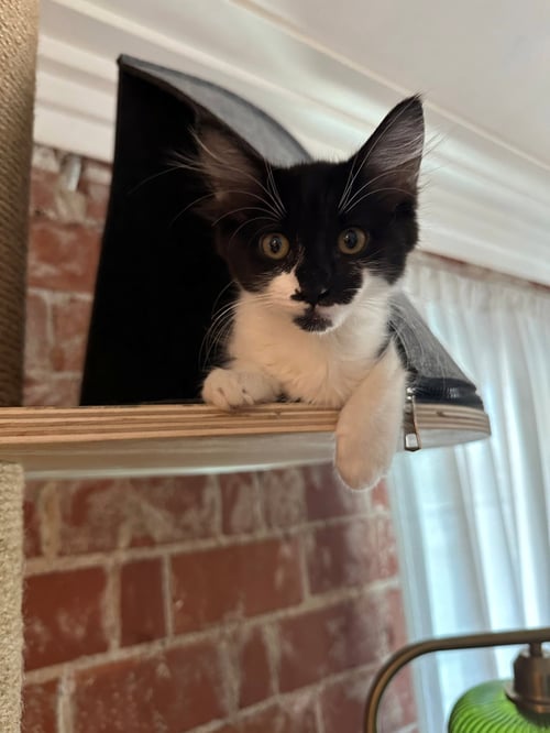 CHARLOTTE BONDED WITH CHARLIE - Maine Coon / Domestic Medium Hair available for adoption