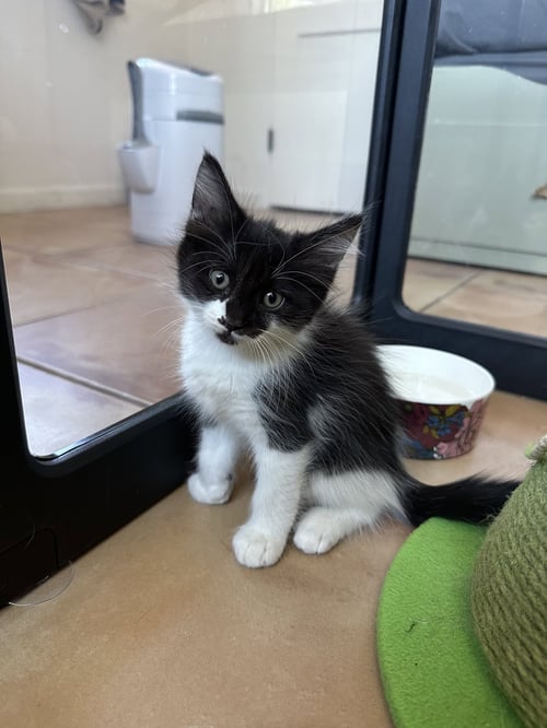CHARLOTTE BONDED WITH CHARLIE - Maine Coon / Domestic Medium Hair available for adoption