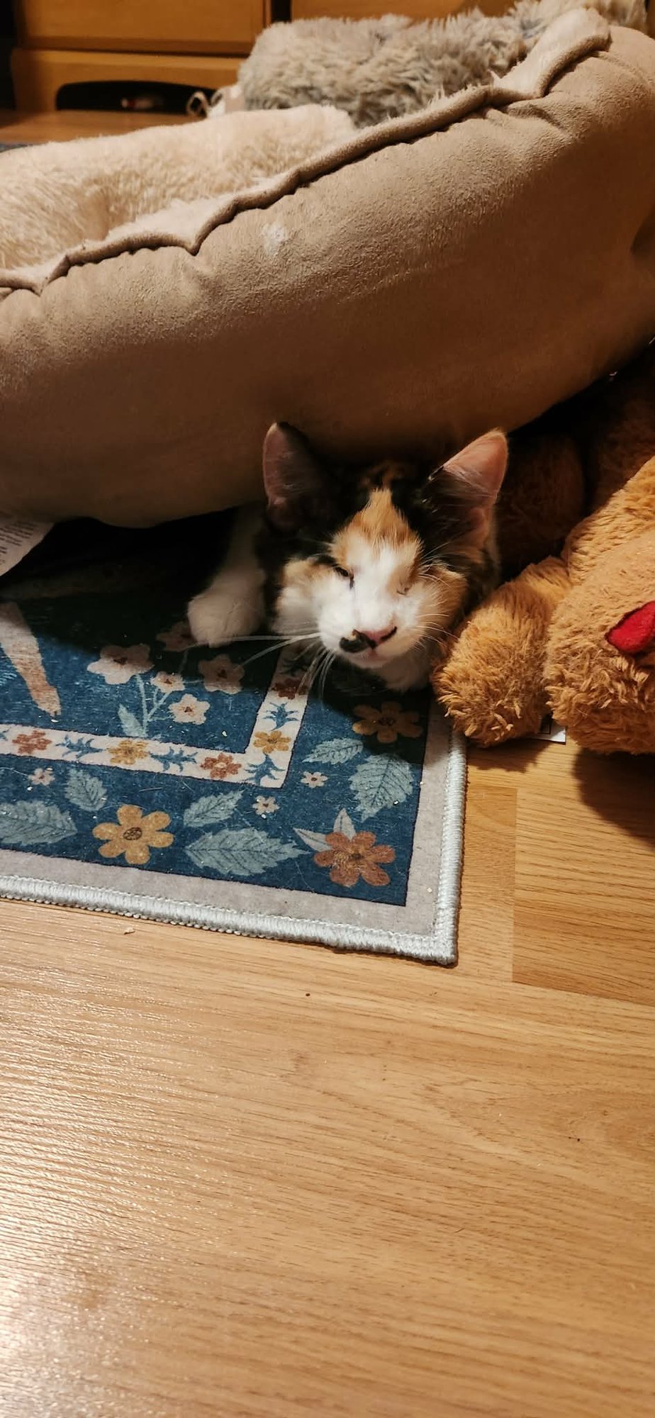 ANASTASIA BONDED WITH MARKO - Maine Coon / Calico available for adoption