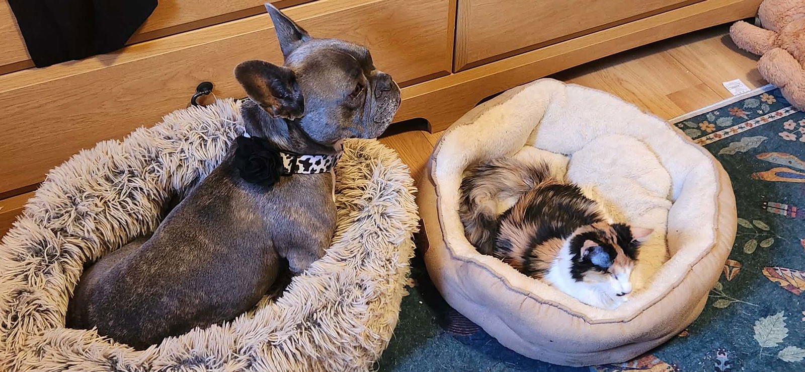 Anastasia BONDED with Marko - Photo 3