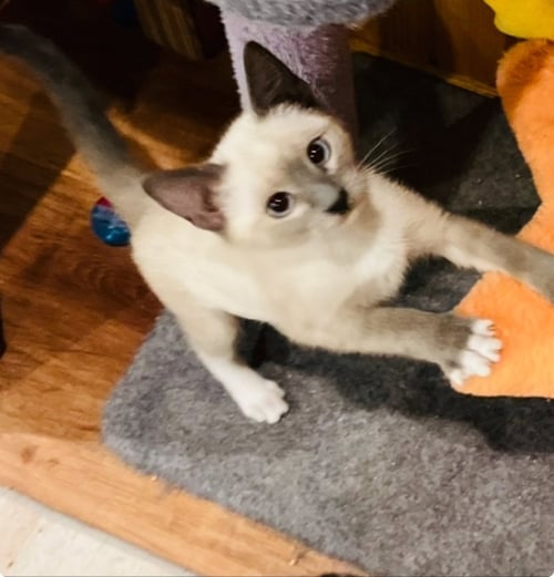 LIBERTY - Siamese / Domestic Short Hair for adoption in Peoria