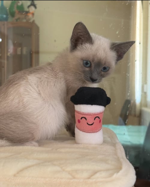 LIBERTY - Siamese / Domestic Short Hair available for adoption