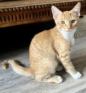 MANGONEADA - Domestic Short Hair available for adoption