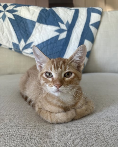 TONY