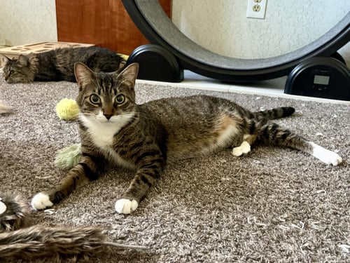 CURRY - Tabby / Domestic Short Hair available for adoption