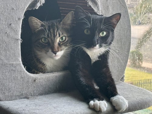 CURRY - Tabby / Domestic Short Hair available for adoption