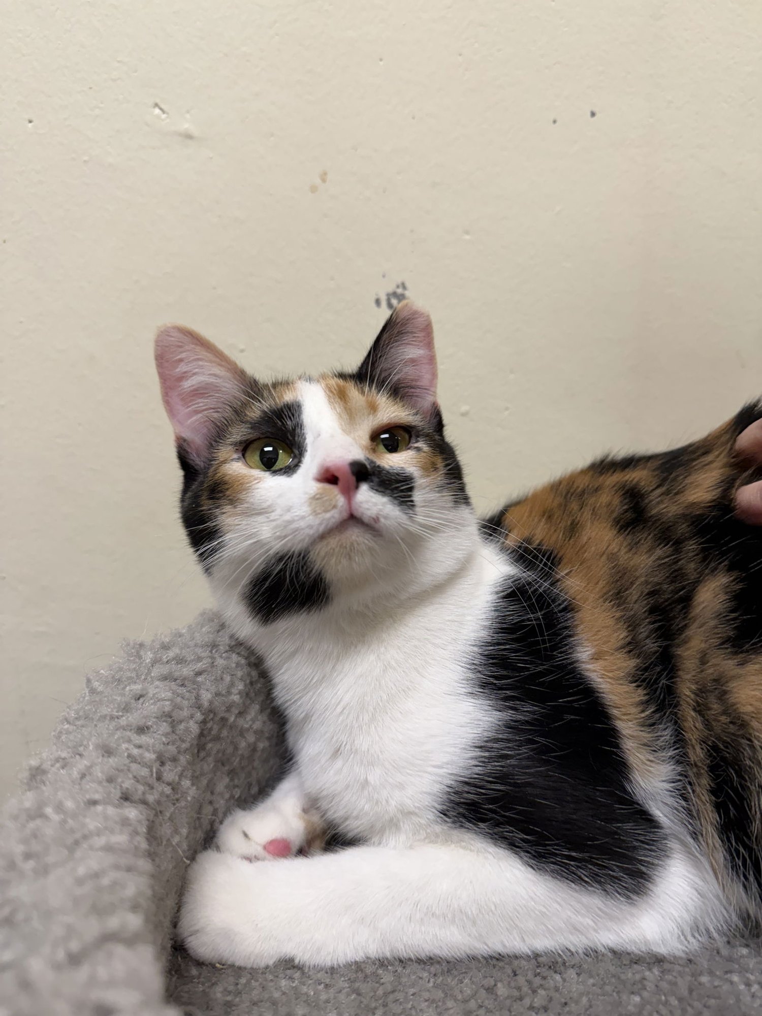 SANTANA - Calico / Domestic Short Hair available for adoption