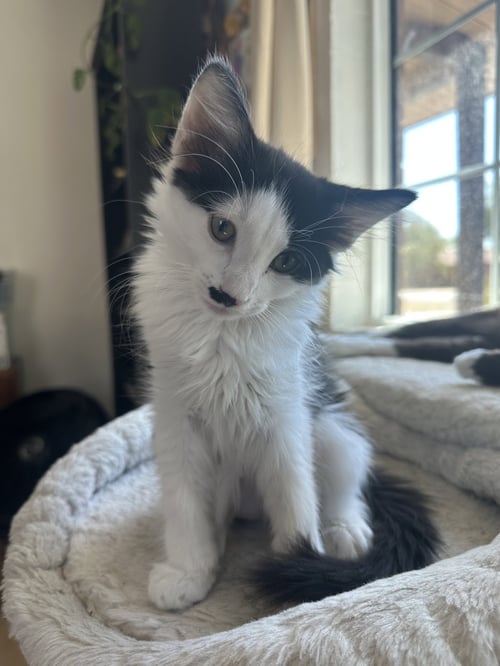 CHARLIE BONDED WITH CHARLOTTE - Maine Coon / Domestic Medium Hair available for adoption